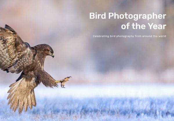 BPOTY 2019 Bird Photographer of the Year