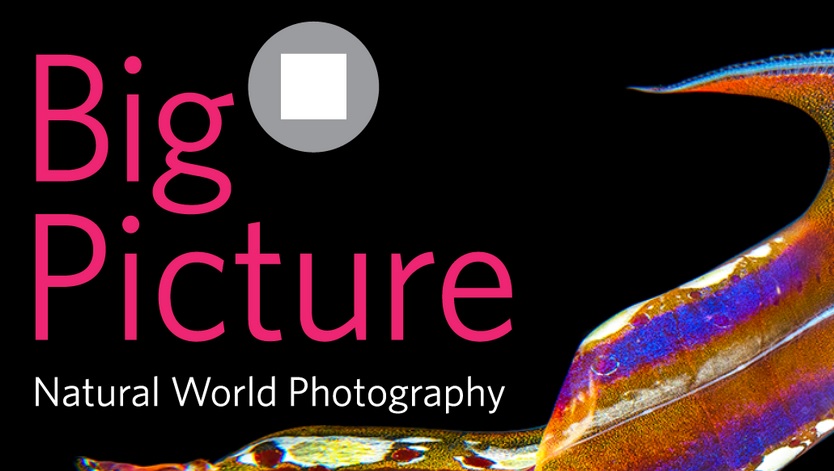 BigPicture Natural World Photography Competition