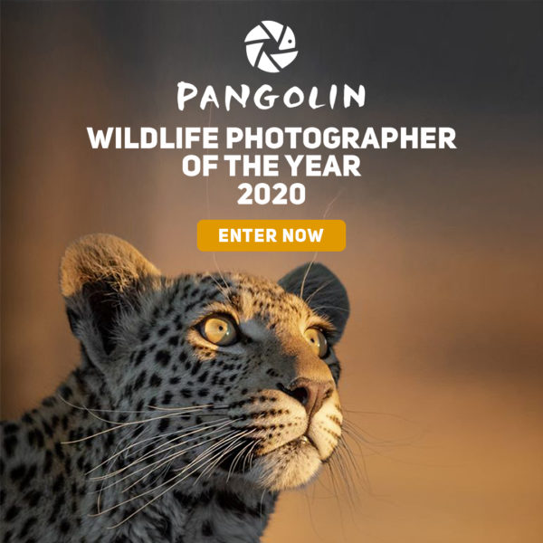 Pangolin Wildlife Photographer of the Year