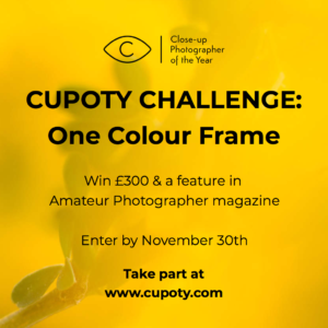 CUPOTY CHALLENGE: One Colour Frame