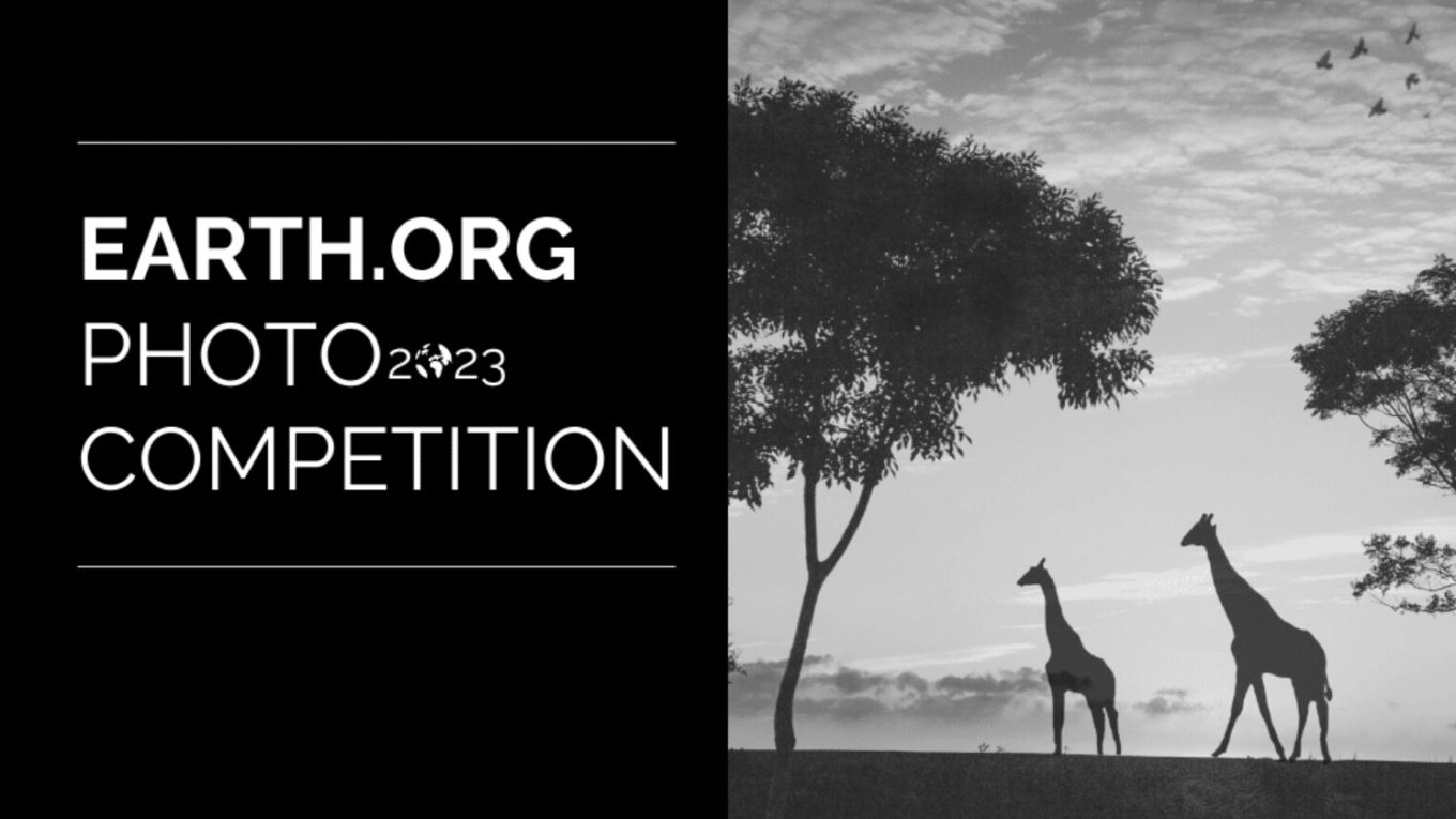 Earth.Org Global Wildlife & Natural World Competition