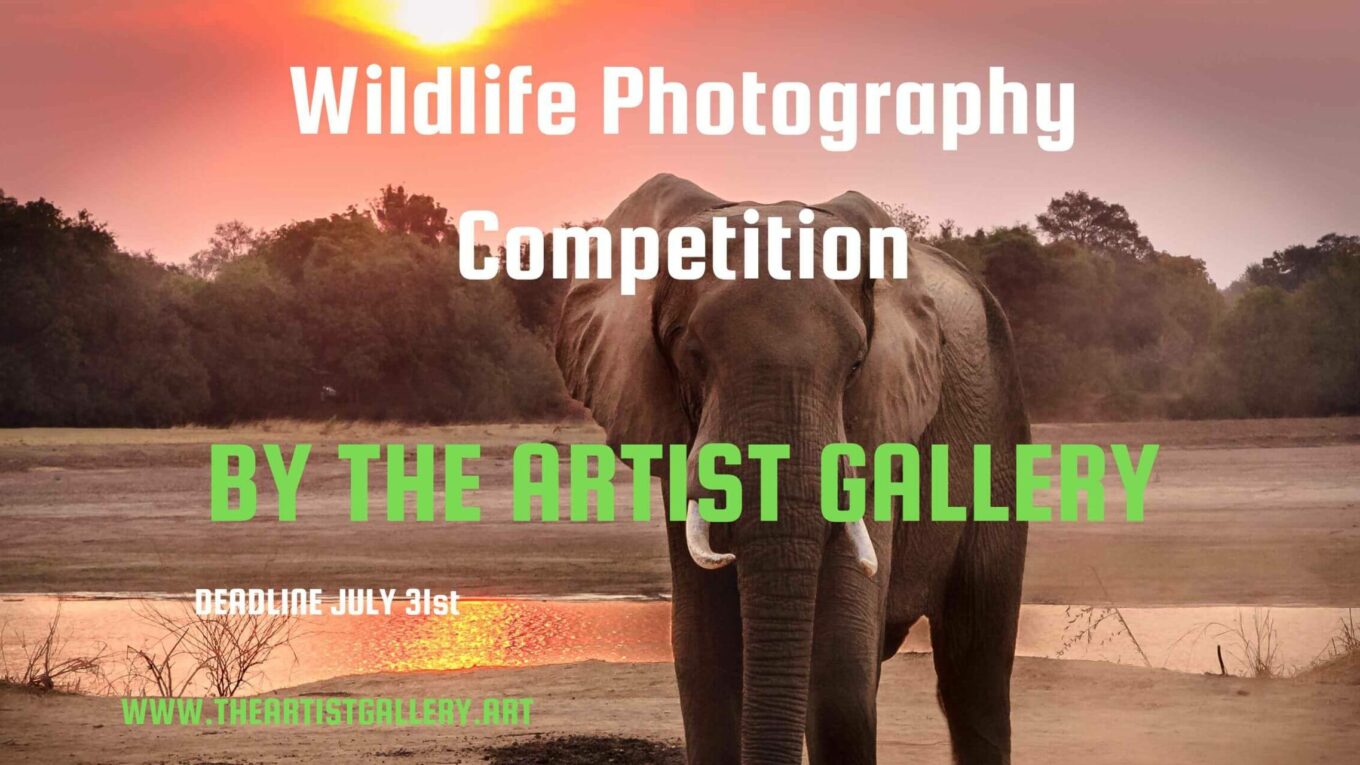 Wildlife Photography Contest by The Artist Gallery