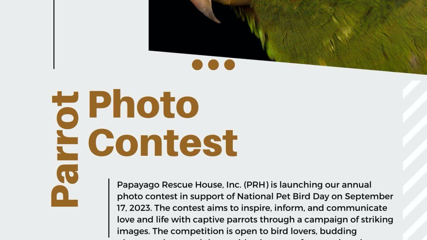 Parrot Photo Contest