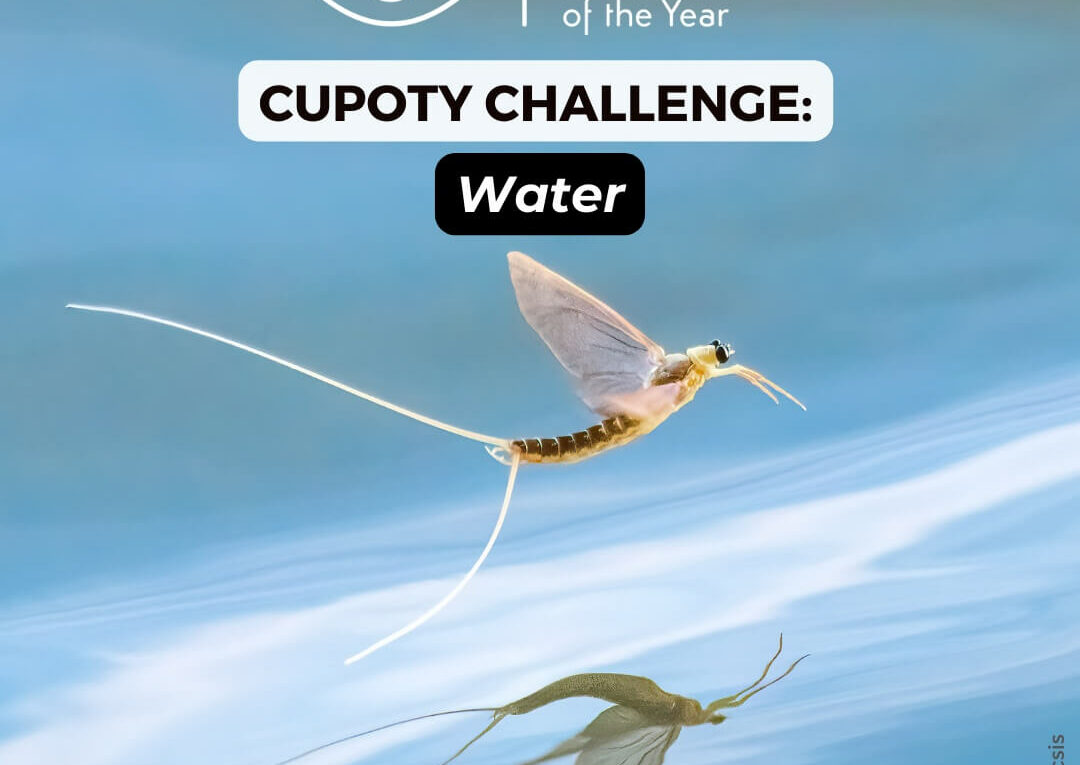 CUPOTY CHALLENGE: Water