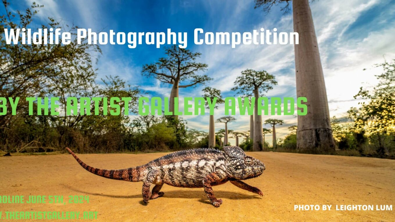 Wildlife Photography Contest by The Artist Gallery Awards