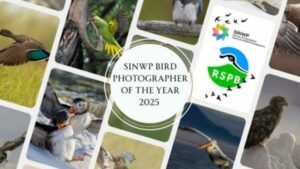 SINWP Bird Photographer of the Year