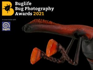 Bug Photography Awards