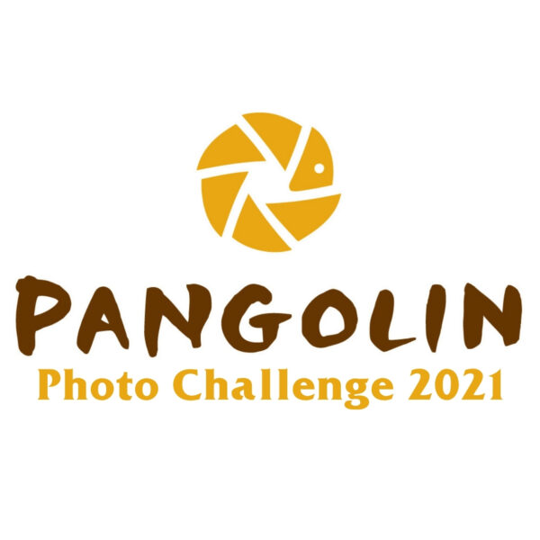 Pangolin Photo Challenge