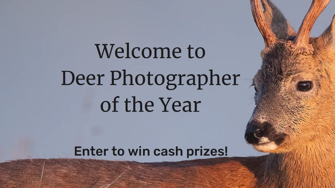 Deer Photographer of the Year