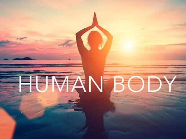 Human Body