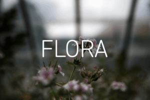 FLORA