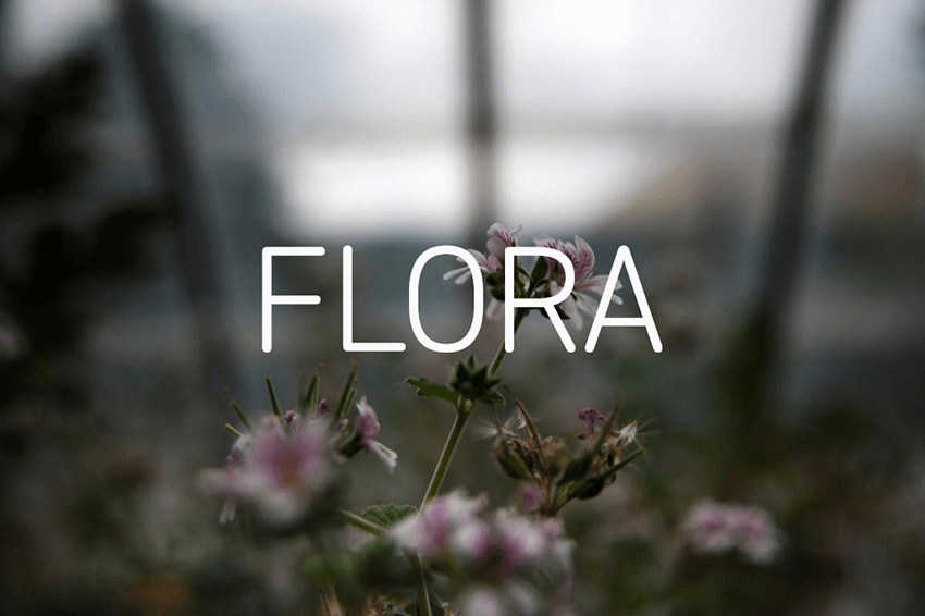 FLORA