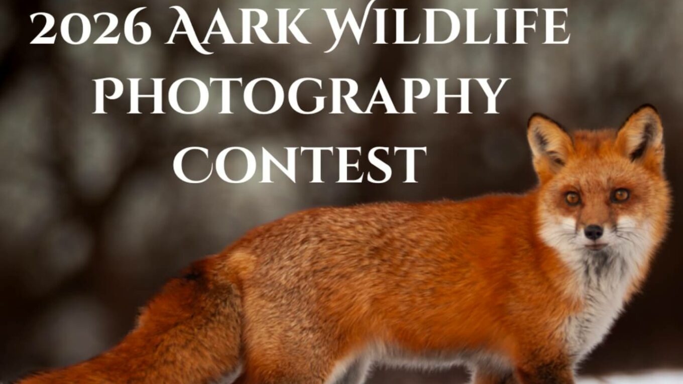 Aark Wildlife Photography Contest